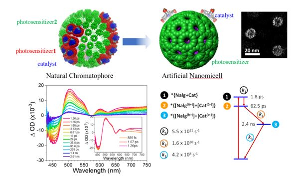 Self Photos / Files - Artificial spherical chromatophore nanomicelles for selective CO2 reduction in water